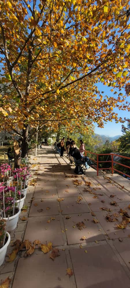 Shoolini University campus pathway with autumn trees and students